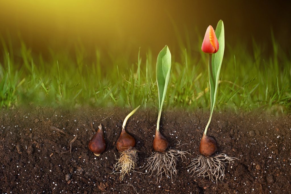 Crecimiento de planta desde semilla en tierra